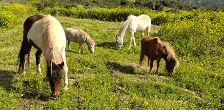 רותם זכאי, רותם זכאי משקמת סוסים, רותם מטלפת סוסים, רותם זכאי מטלפת סוסים, רותם טיפול לסוסים, רותם סוסים, Stepping Point, פרסות וטילוף סוסים, אבחון צליעות לסוסים, למינייטיס, בעיות גידים בסוסים, ייעוץ תזונתי לסוסים