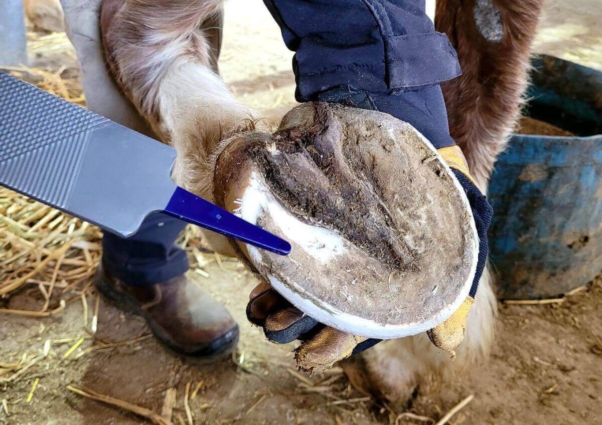 רותם זכאי, רותם זכאי משקמת סוסים, רותם מטלפת סוסים, רותם זכאי מטלפת סוסים, רותם טיפול לסוסים, רותם סוסים, Stepping Point, פרסות וטילוף סוסים, אבחון צליעות לסוסים, למינייטיס, בעיות גידים בסוסים, ייעוץ תזונתי לסוסים