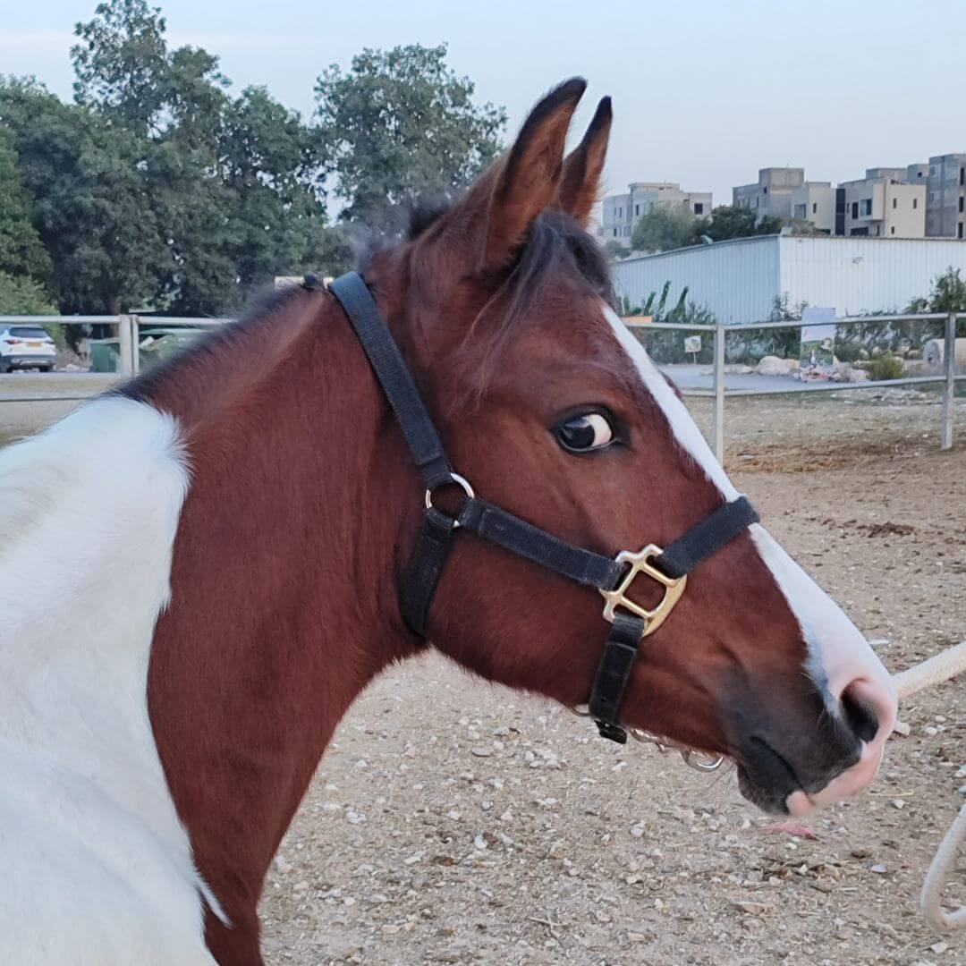 סייח מקומי, בן 1.5 שנים