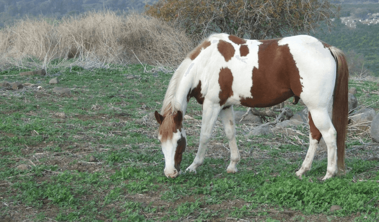 רותם זכאי, רותם זכאי משקמת סוסים, רותם מטלפת סוסים, רותם זכאי מטלפת סוסים, רותם טיפול לסוסים, רותם סוסים, Stepping Point, פרסות וטילוף סוסים, אבחון צליעות לסוסים, למינייטיס, בעיות גידים בסוסים, ייעוץ תזונתי לסוסים