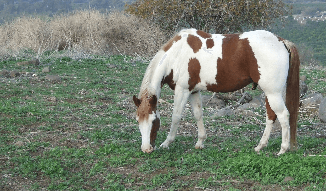 רותם זכאי, רותם זכאי משקמת סוסים, רותם מטלפת סוסים, רותם זכאי מטלפת סוסים, רותם טיפול לסוסים, רותם סוסים, Stepping Point, פרסות וטילוף סוסים, אבחון צליעות לסוסים, למינייטיס, בעיות גידים בסוסים, ייעוץ תזונתי לסוסים